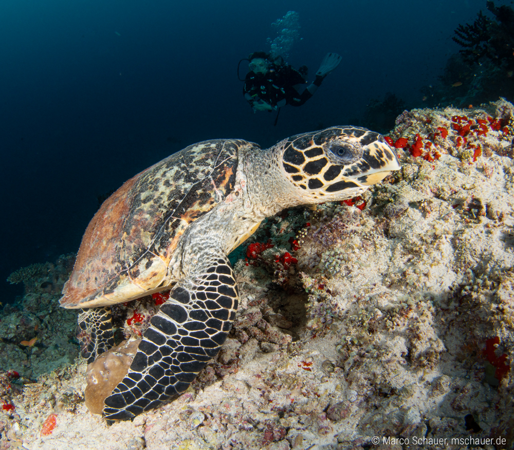 Echte Karettschildkröte (Eretmochelys imbricata) mit Taucher im Hintergrund
