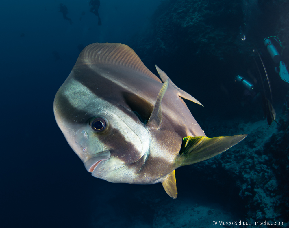 Lustiber Batfish