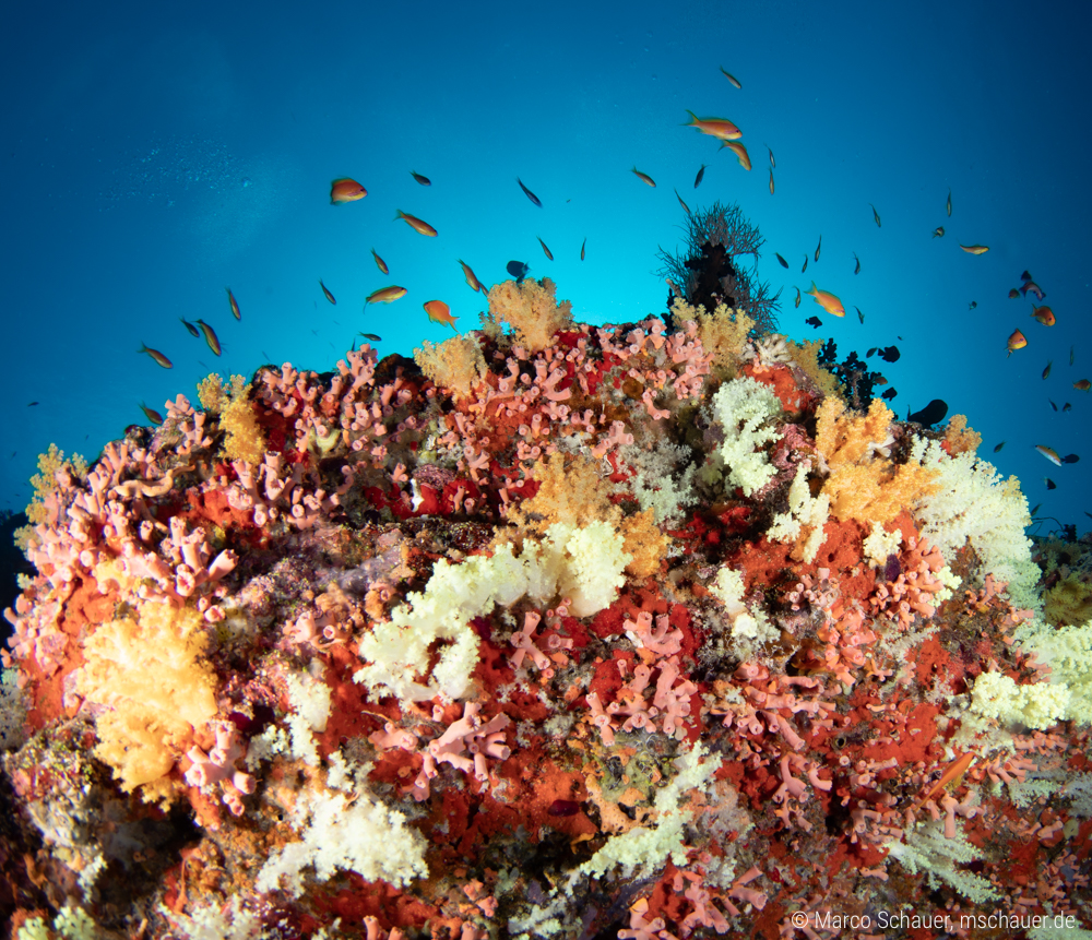 Farben-Explosion im Korallenriff